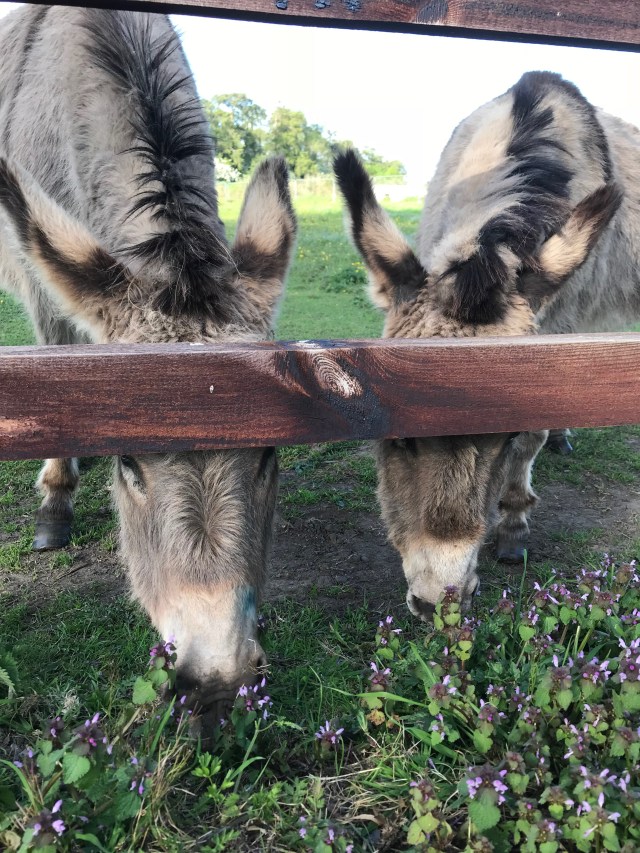 donkeys